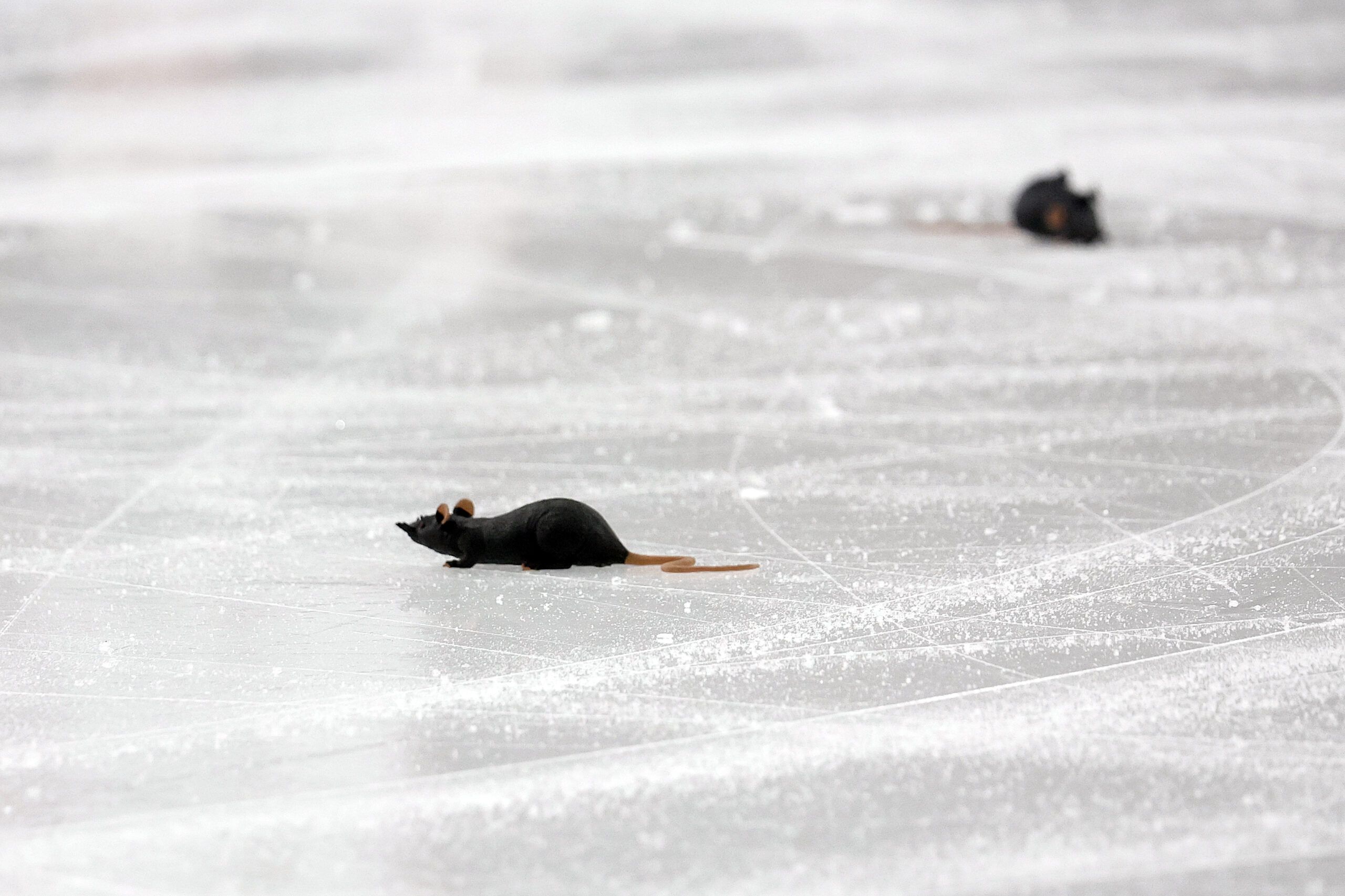 Why Florida Panthers fans throw toy rats on the ice