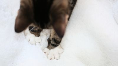 Why do cats knead?