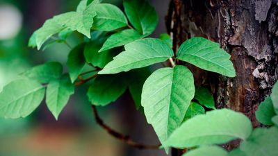 5 ways to get rid of poison ivy and keep your yard safe