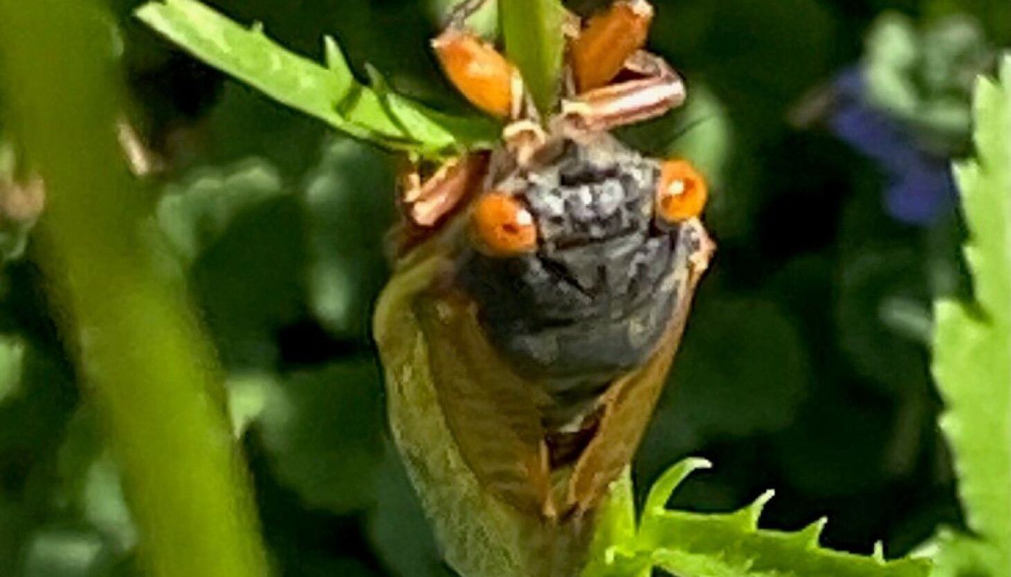 Chicago Outdoors: Here Come The Cicadas