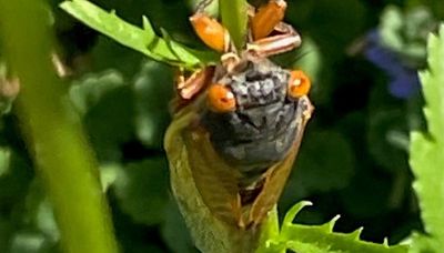 Chicago outdoors: Here come the cicadas