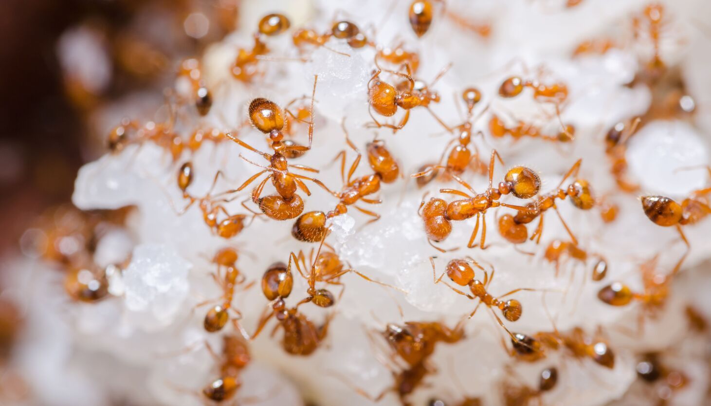 ask-the-doctors-what-to-do-about-fire-ant-bites