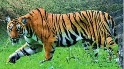 Tiger kills and eats woman in Madhya Pradesh's Narmadapuram