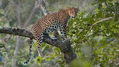 Leopard attacks seasonal in nature, following people’s activities: Study