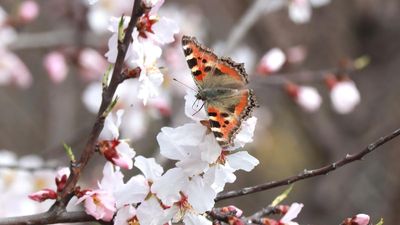 Study reveals evolutionary history, biogeographic origins of butterflies