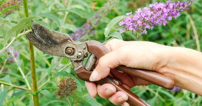 Urgent warning over plant worse than Japanese Knotweed invading UK homes