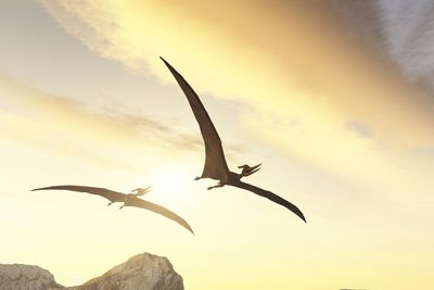 The oldest pterosaur ever was discovered