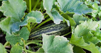 Never trust a zucchini, and other garden truths