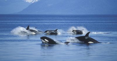 'Two big thumps woke us up - then we realised killer whales were attacking boat'