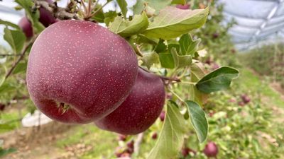 Purple Bravo apples, the 'Louis Vuitton' of the industry, bound for international stage