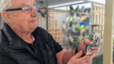 Fully fledged competition for Australia's most beautiful budgies