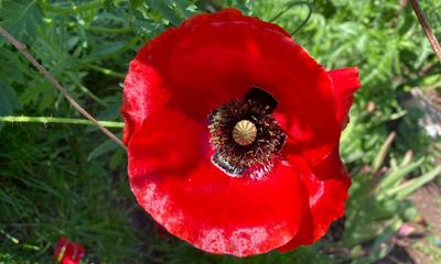 It’s officially summer, the high days of the gardening year are here