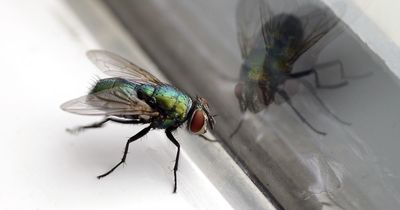Pest expert shares £1.30 trick to 'trap' flies - and one thing you should never do