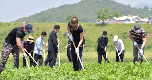 North Korea sends elite to work on rice farms after starvation deaths TRIPLE in a year