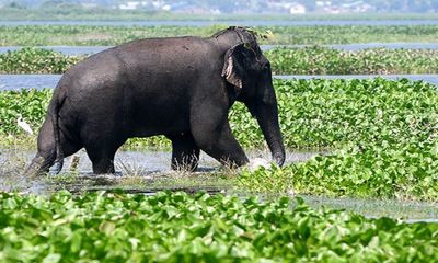 Indian Army generates unique ecosystem for peaceful co-existence with wild elephants in Amchang Wildlife Sanctuary