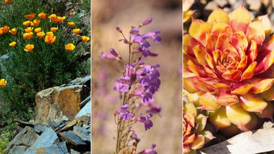 10 xeriscaping plants for climate appropriate planting that will reduce your water usage