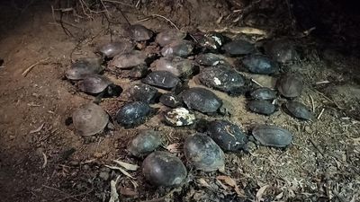 Turtles die as fire breaks out in wetland in Kasaragod