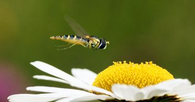 Easy way to get rid of flies this summer, according to pest expert
