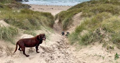 Beach warning after dog chokes on his own blood following fish sting