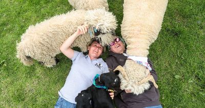 Meet the support group using sheep to help people improve their mental health