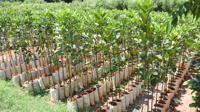 Forest Department to plant 3,600 saplings to shore up Mysuru’s green cover