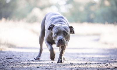 Met police dealing with at least one dangerous dog a day, figures show