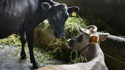 Move to withdraw anti-cow slaughter Act triggers political slugfest