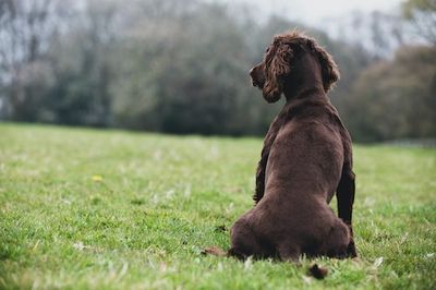 Why Does My Dog Sit Facing Away From Me? A Pet Expert Explains