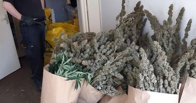 Nottinghamshire Police responding to reports of burglary find £300,000 worth of cannabis plants