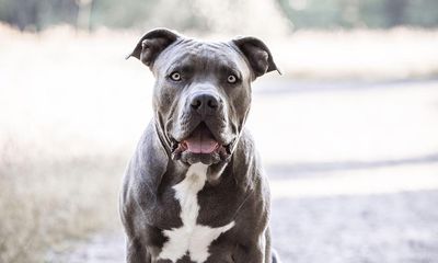 American bully: dog breed under spotlight in UK after fatal attacks