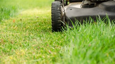 When can you mow the lawn after overseeding? Lawn care professionals share their expertise