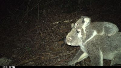 Minns government criticises Coalition's koala count as new colony found in north west NSW