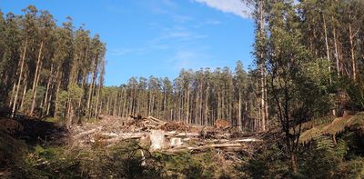 We can't just walk away after the logging stops in Victoria's native forests. Here's what must happen next