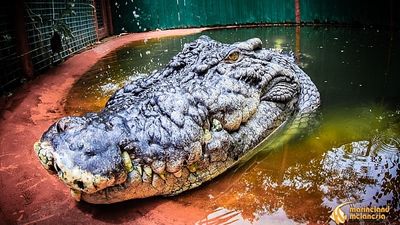 Cassius the crocodile hits the 120-year milestone on his Green Island home