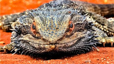 International animal traffickers target native reptiles from south-west Queensland