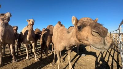 Farmers turn to camels in effort to save millions each year in prickly acacia control trial