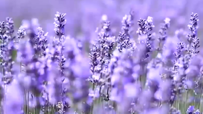 Jitendra Singh inaugurates ‘Lavender Festival’ in J&K’s Bhaderwah