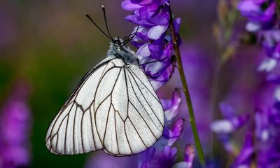 Butterfly loved by Churchill back in England after almost 100 years