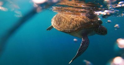 Seven fishing hooks and a happy ending for Lake Macquarie turtle