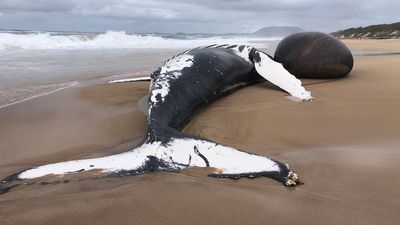 Dead humpback whale found on popular NSW Mid North Coast beach