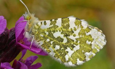 Country diary: An orange tip rescue mission
