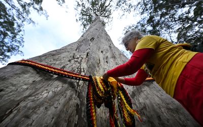 Uncertain future for Australia’s tallest spotted gum