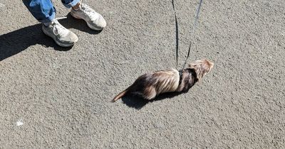 Kelvingrove Park visitors shocked to see ferret on leash being walked by owner