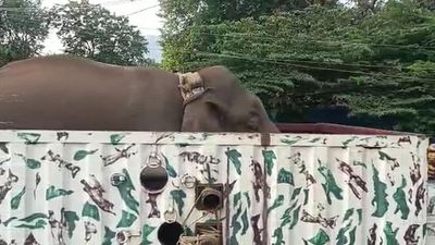 Elephant Arikompan tranquillised in Theni district; prohibitory orders lifted in Cumbum municipality, neighbouring towns