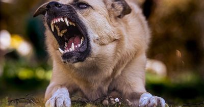Boy, 11, seriously injured in dog attack, woman arrested