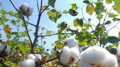 Satellite images and AI to help detect organic-cotton fields