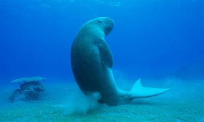 Conservationists welcome gillnet fishing ban in Great Barrier Reef world heritage area