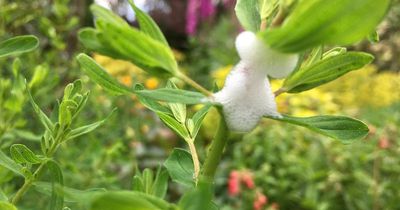 Warning not to touch 'harmful' froth that appears on garden plants in summer