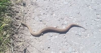 East Lothian cyclist spots 'venomous snake' while out on a weekend ride