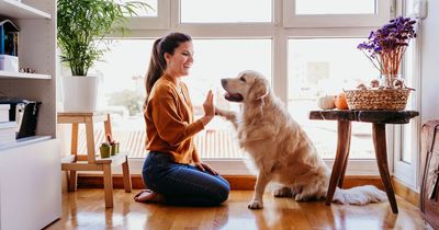 Man storms out of engagement dinner over fiancée's 'obsession' with her dog